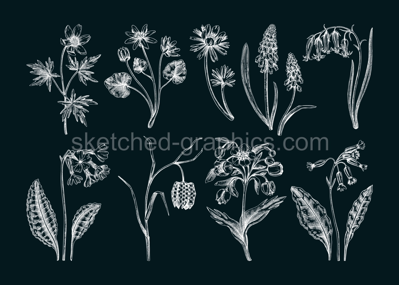 Spring flower sketches. Hand-drawn botanical set with wildflowers. Cowslip, bluebell, grape hyacinth, hellebore, fritillary, winter aconite floral drawings. Floral illustrations on chalkboard Illustration